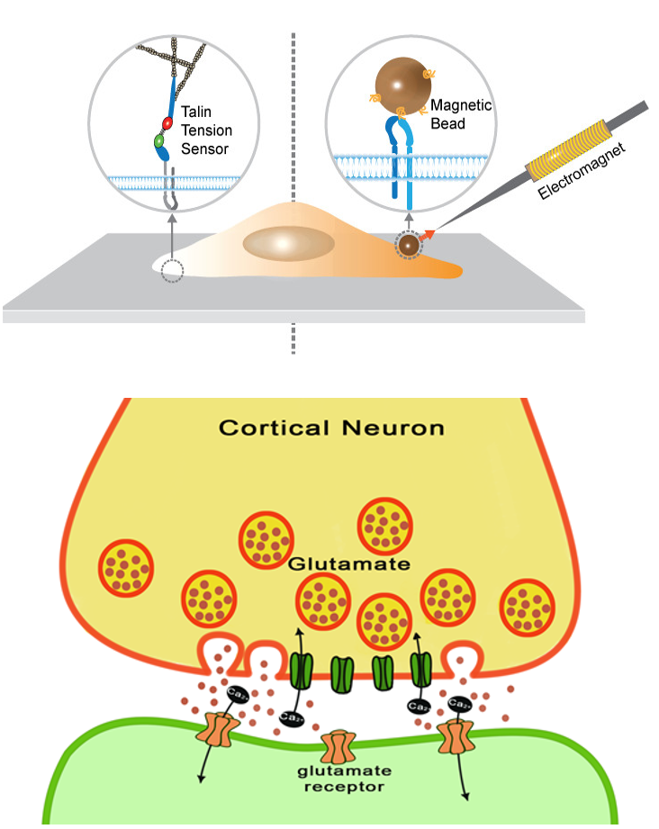 cortical_neuron2.png